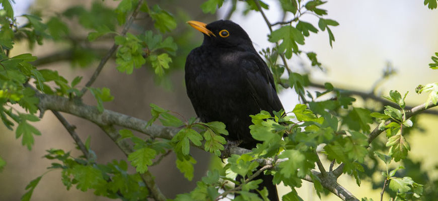 Der schwarze Peter (Gedicht)