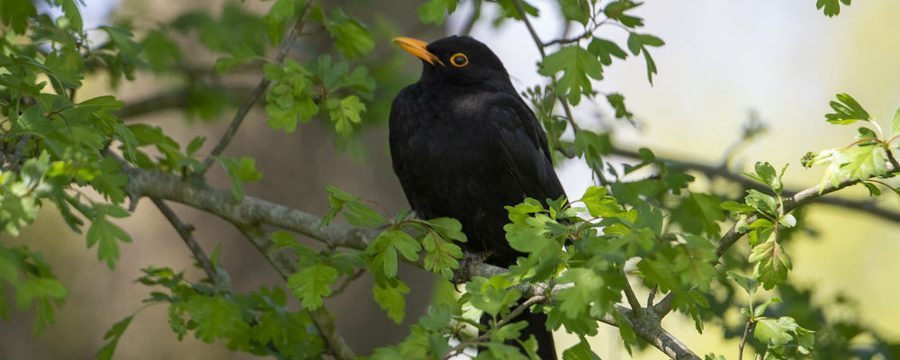 Der schwarze Peter (Gedicht)