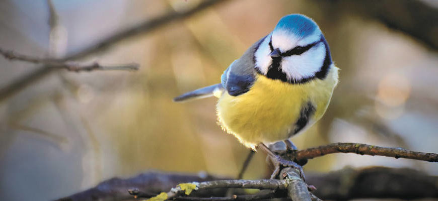 Frühlingsbilder und ein Bienenfilm