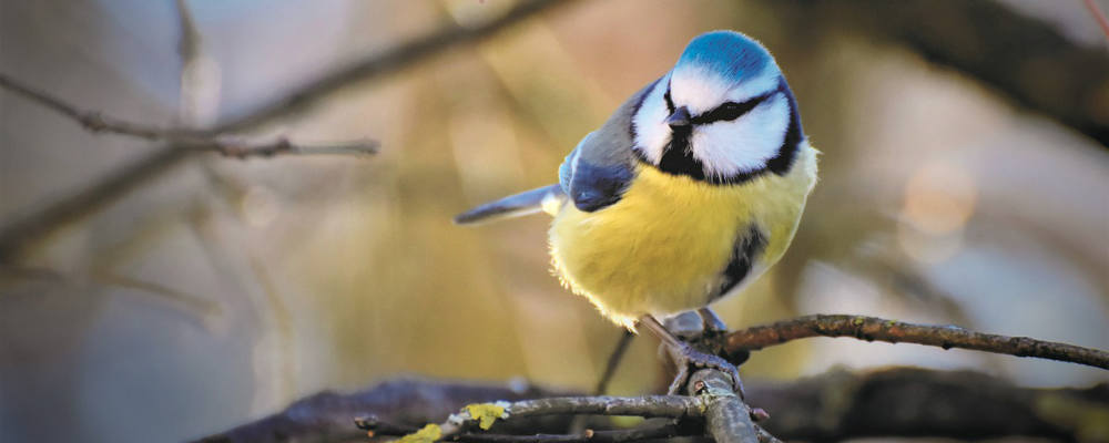 Frühlingsbilder und ein Bienenfilm