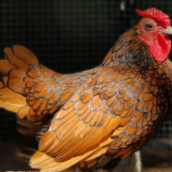 Ein echter Zwerg – das Sebright-Huhn