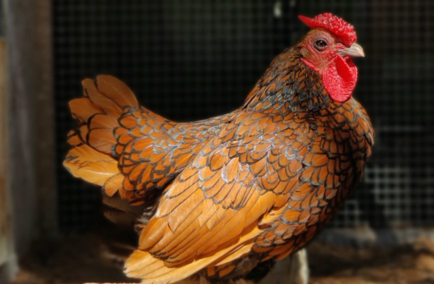 Ein echter Zwerg – das Sebright-Huhn