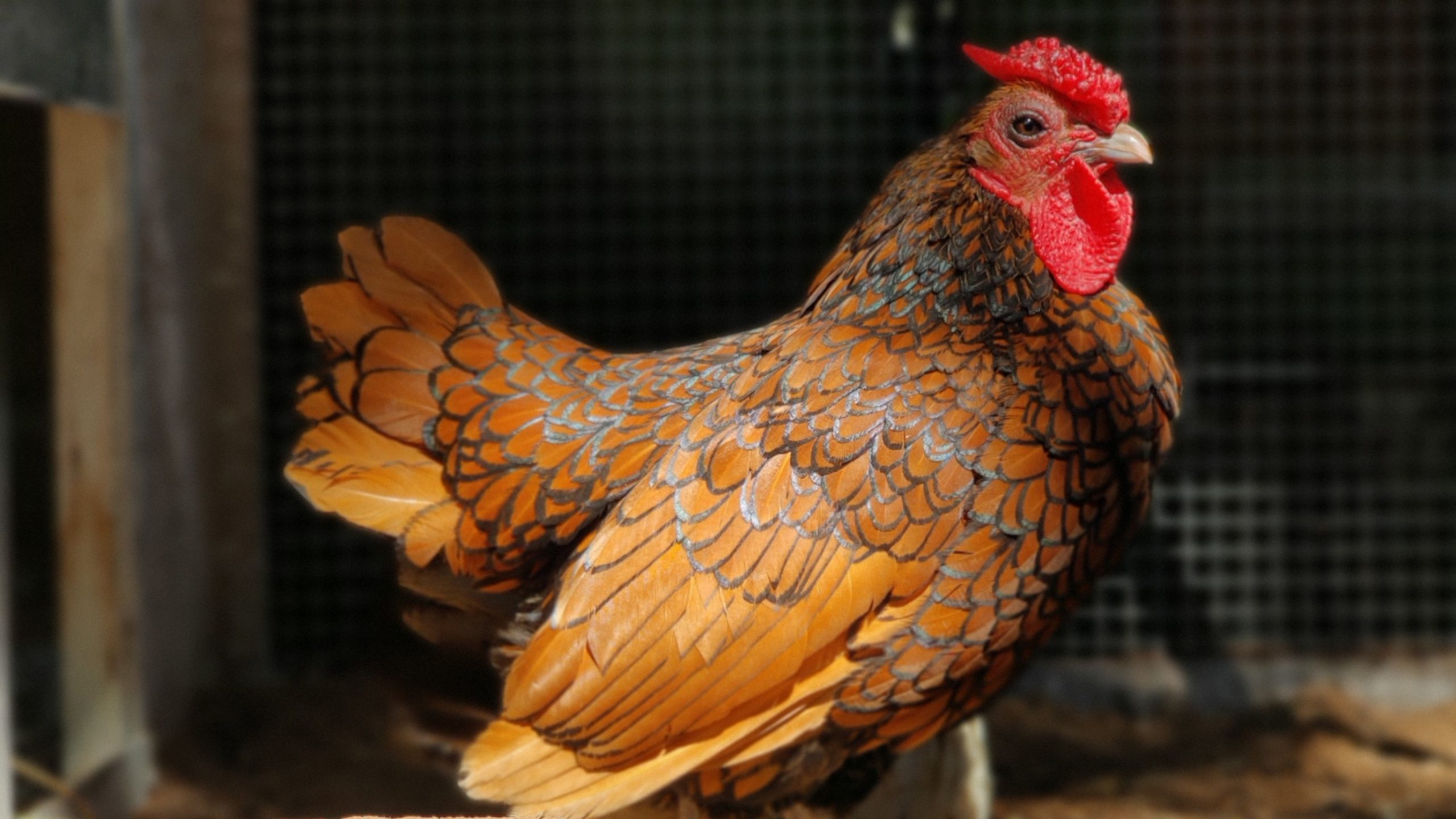 Ein echter Zwerg – das Sebright-Huhn