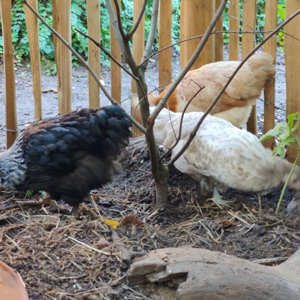 Neue Hühner braucht der Garten