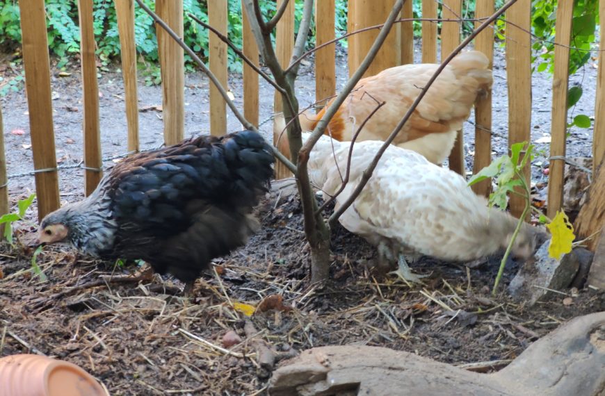 Neue Hühner braucht der Garten
