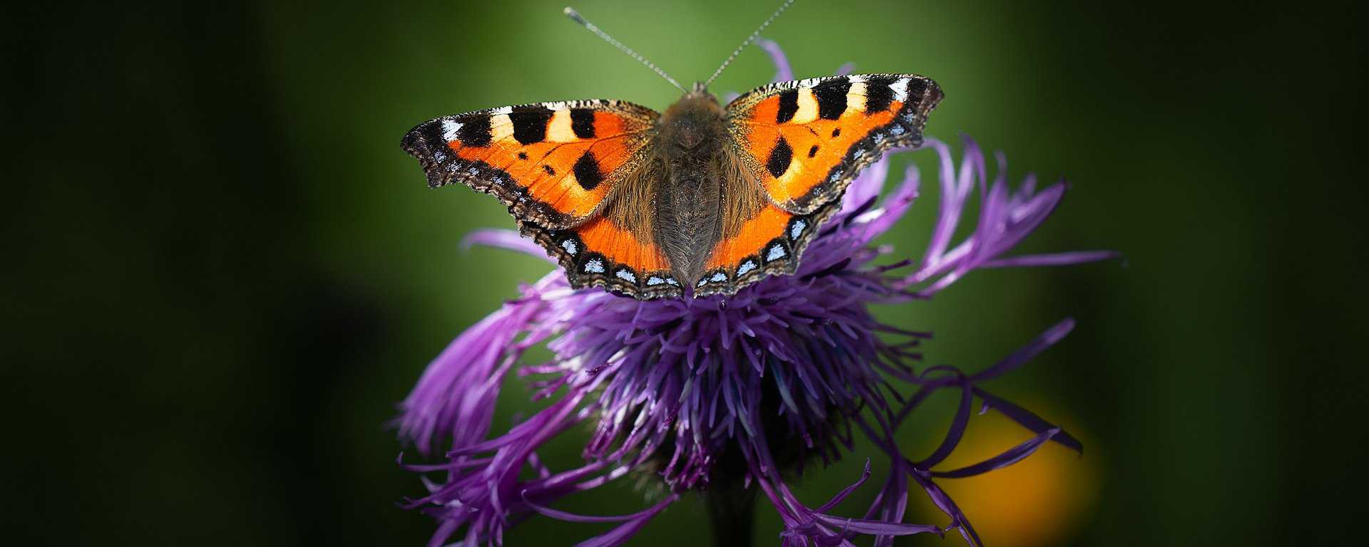 Schmetterlinge im Hort des Roten Hauses