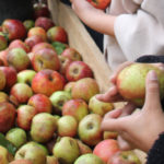Das große Apfel-Pressen