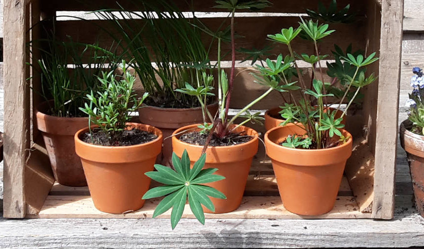 Pflanzen aus unserem Schulgarten